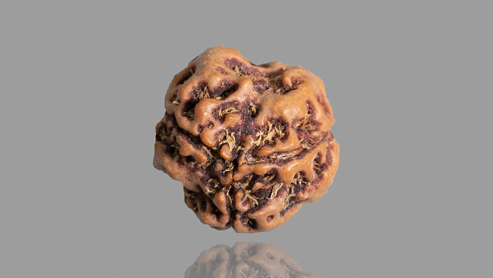 3 MUKHI RUDRAKSHA (16.68 mm)