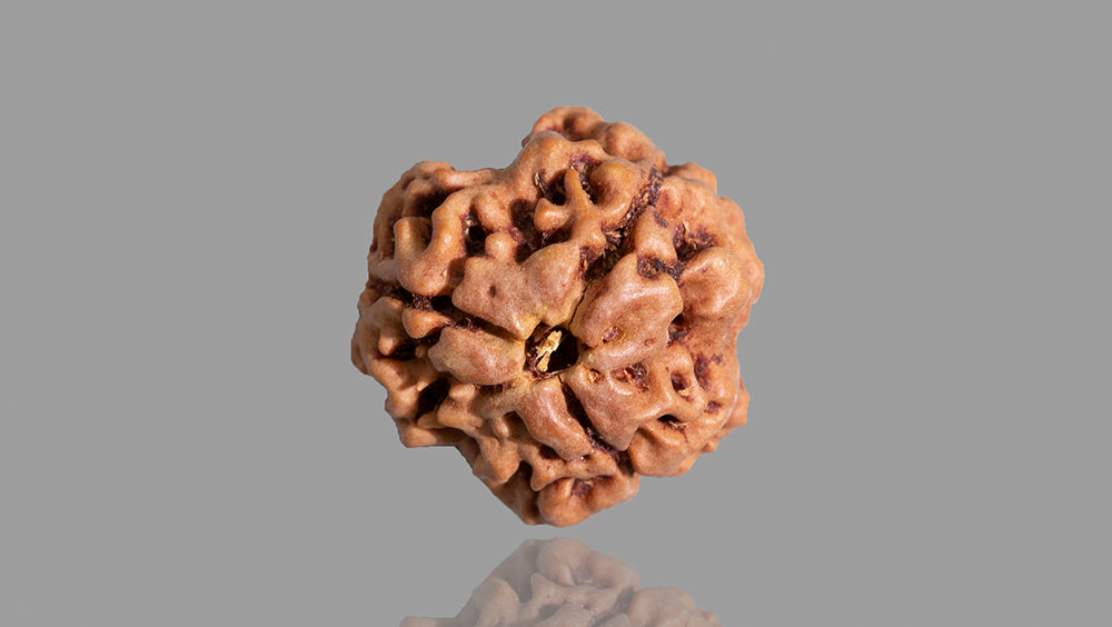 3 MUKHI RUDRAKSHA (18.39 mm)
