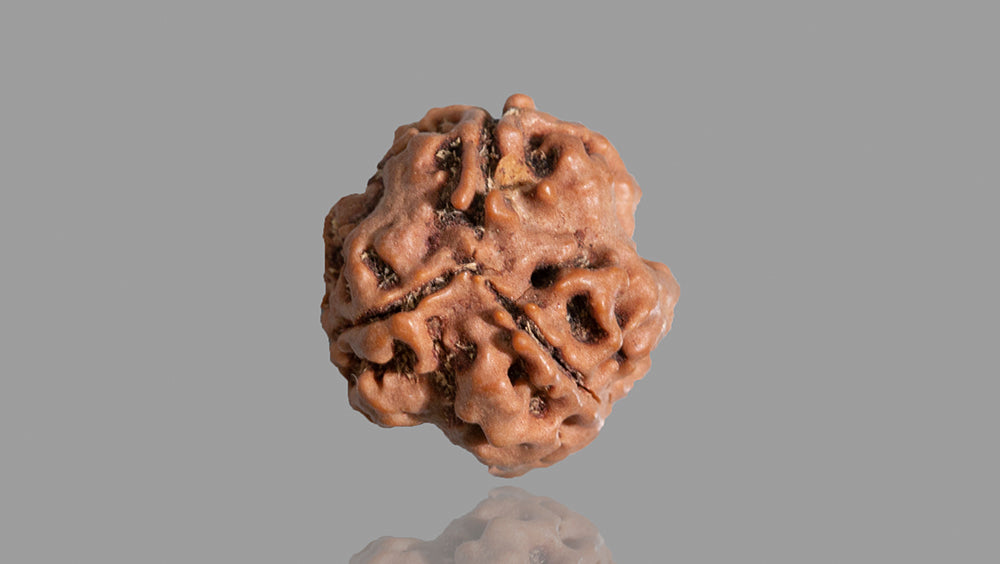 3 MUKHI RUDRAKSHA (18.62 mm)