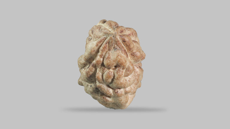 1 MUKHI RUDRAKSHA (23.67 mm)