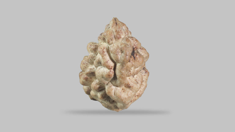 1 MUKHI RUDRAKSHA (23.67 mm)