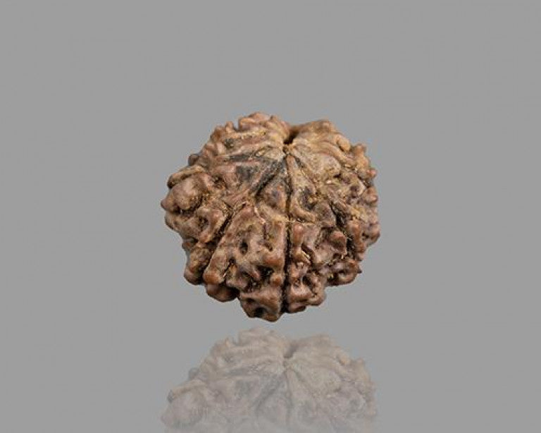 15 MUKHI RUDRAKSHA (18.41 mm)