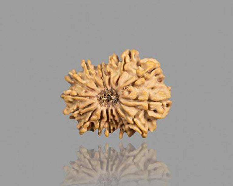 15 MUKHI RUDRAKSHA (25.15 mm)