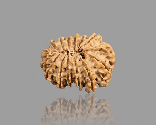 15 MUKHI RUDRAKSHA (25.15 mm)
