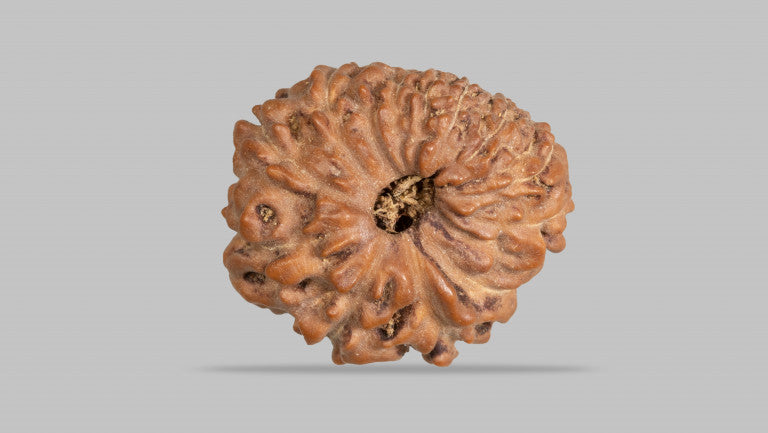 12 MUKHI RUDRAKSHA (17.41 mm)