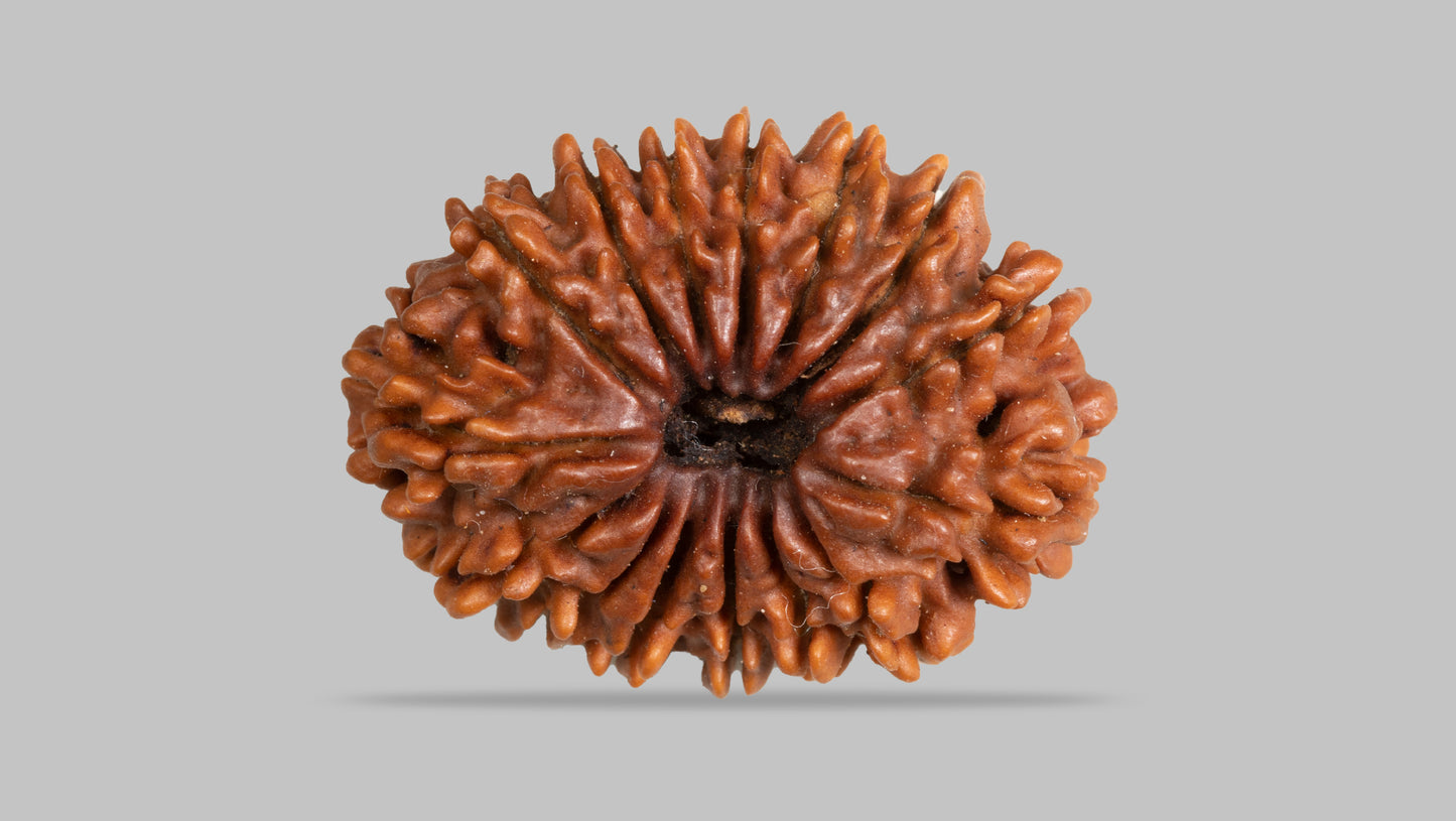 15 MUKHI RUDRAKSHA ( 26.26 mm )