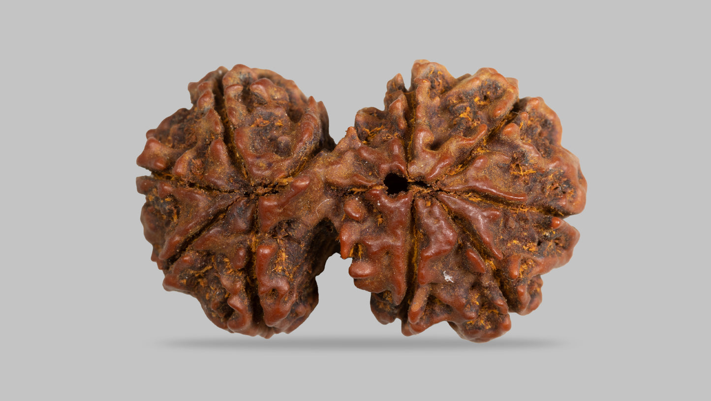 10 MUKHI GAURI SHANKAR RUDRAKSHA (31.49 mm)