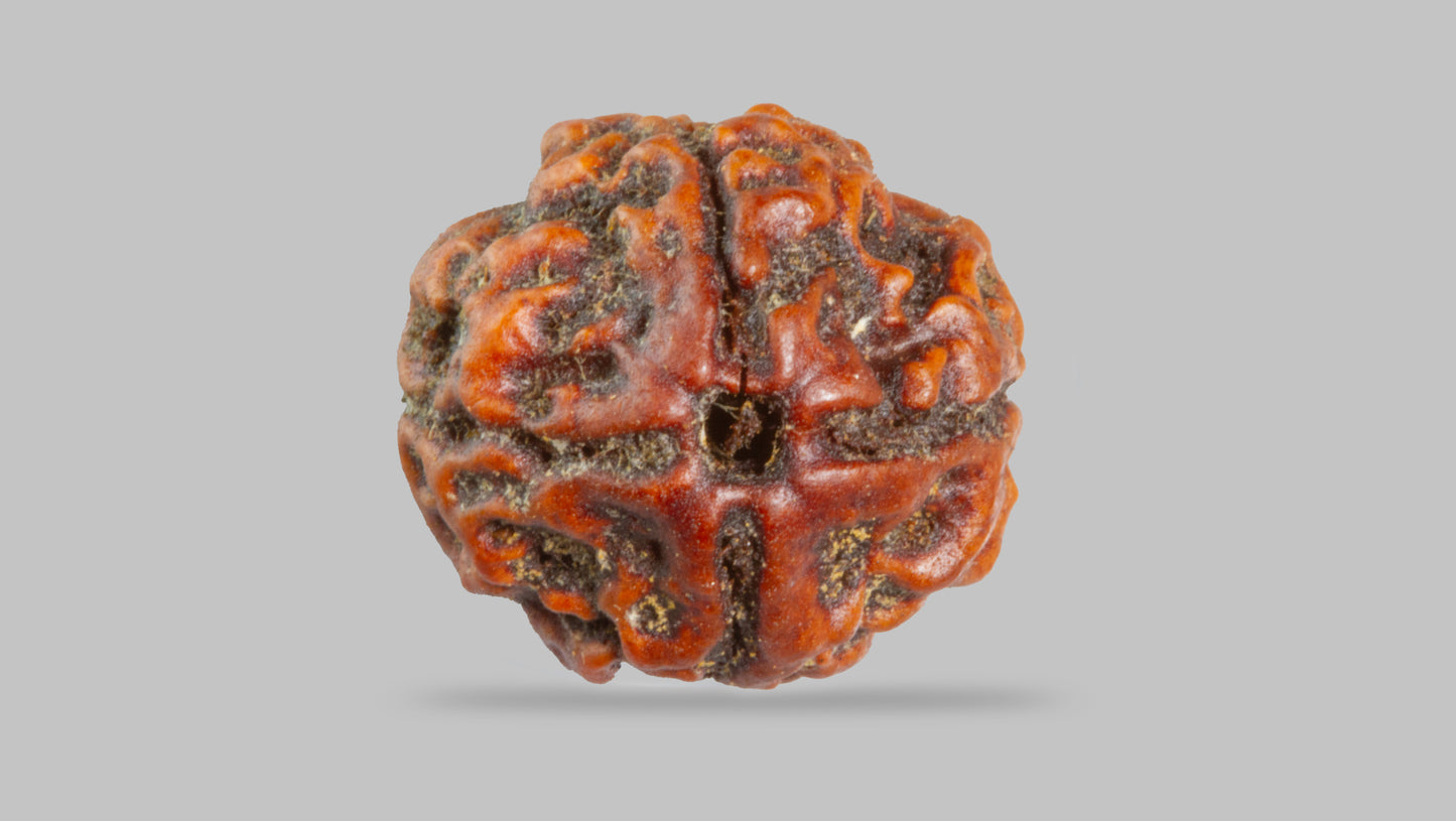 4 MUKHI RUDRAKSHA (17.95 mm)