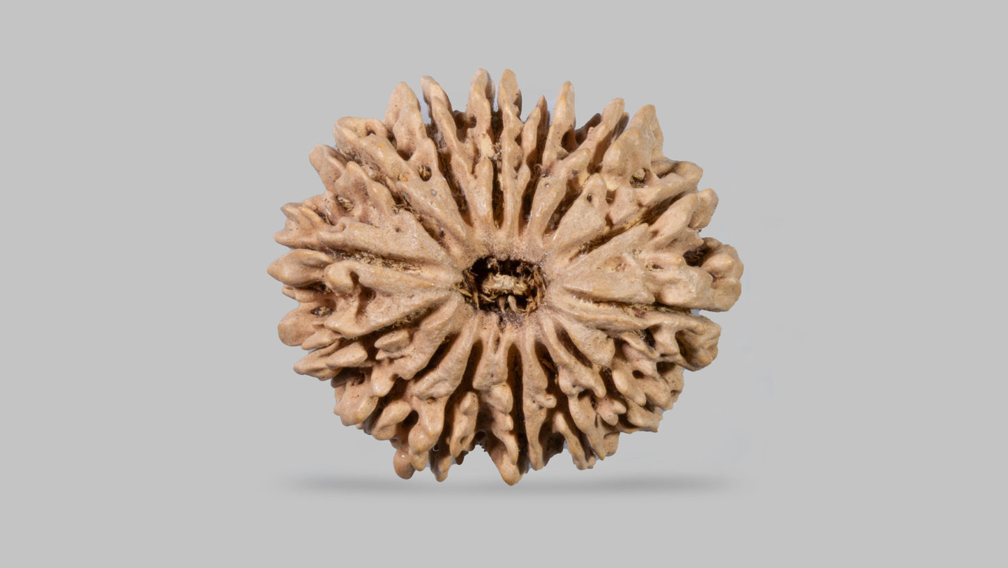 14 MUKHI RUDRAKSHA (29.30 mm)