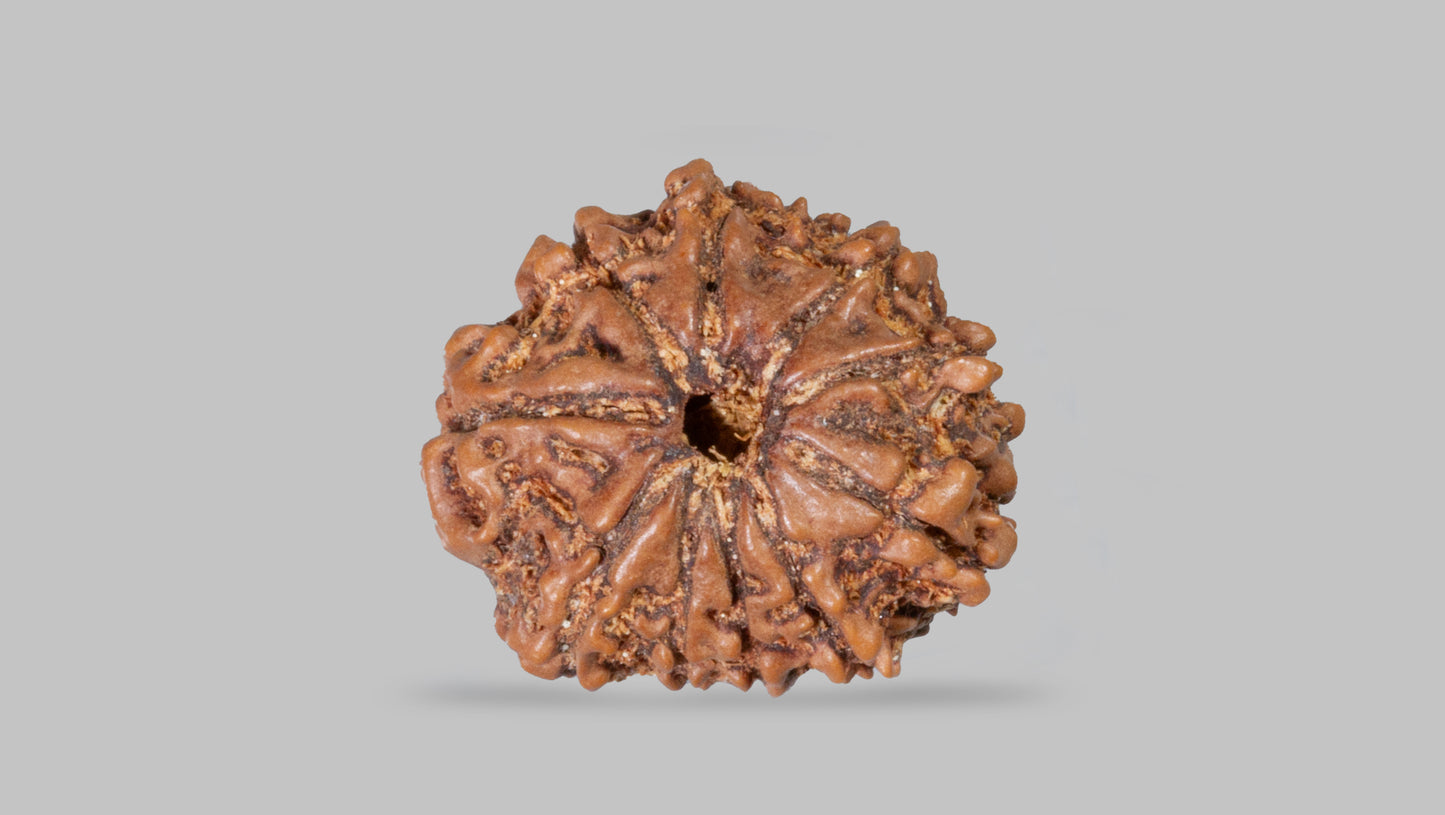 10 MUKHI RUDRAKSHA (22.12 mm)