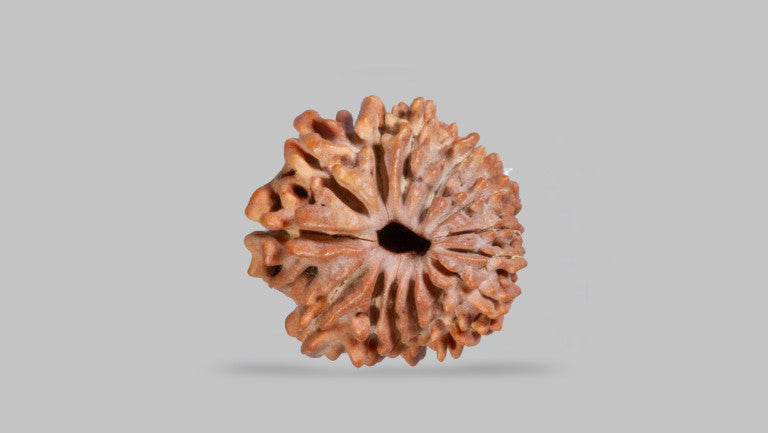 14 MUKHI RUDRAKSHA (19.48 mm)