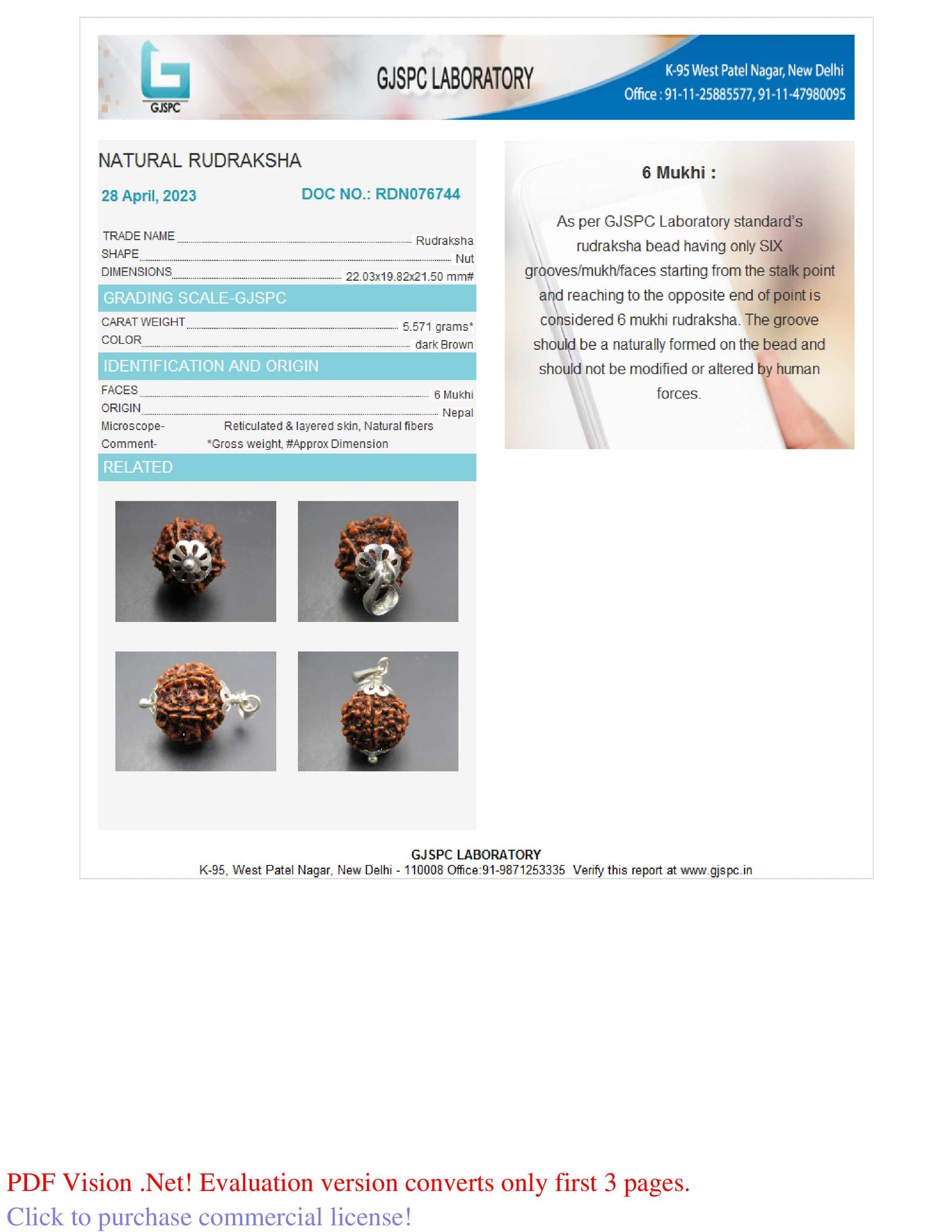 6 MUKHI RUDRAKSHA (22.03 mm)