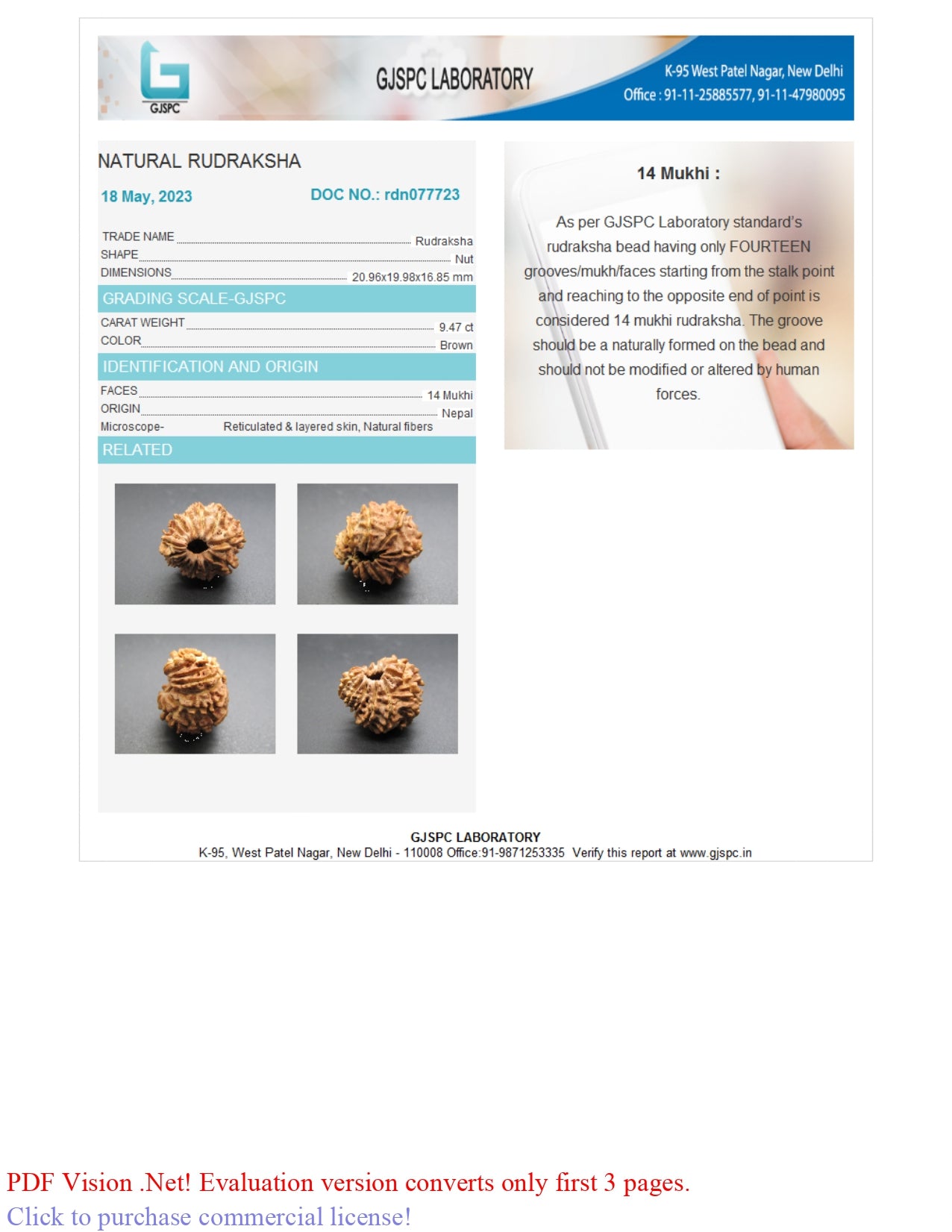 14 MUKHI RUDRAKSHA (20.96 mm)