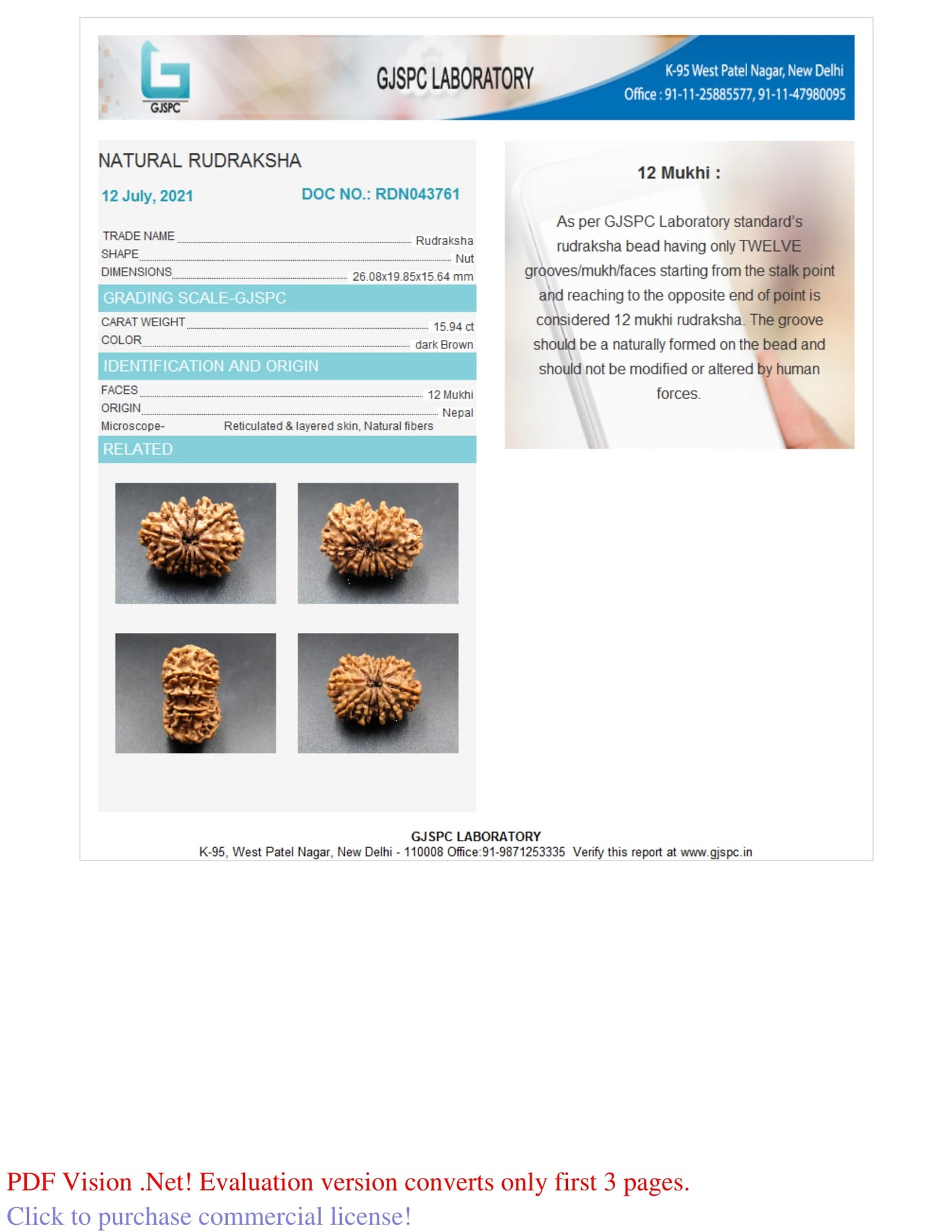 12 MUKHI RUDRAKSHA (26.08 mm)