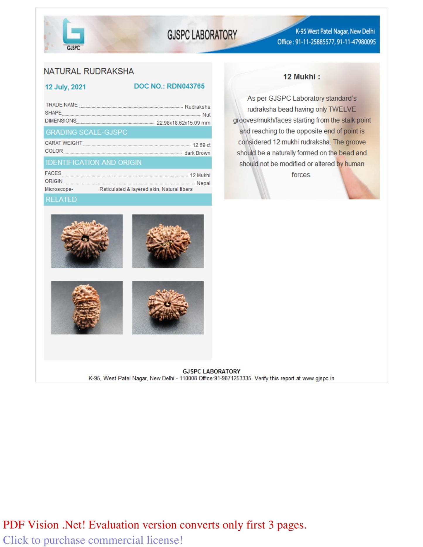 12 MUKHI RUDRAKSHA (22.98 mm)