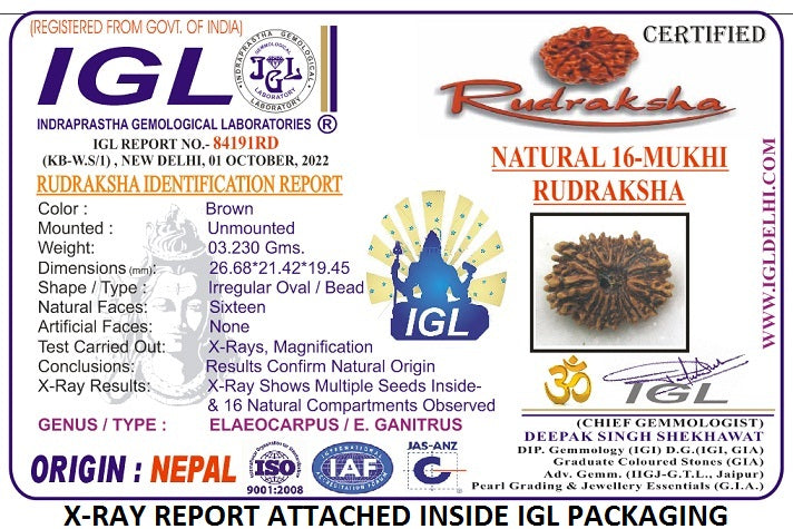 16 MUKHI RUDRAKSHA (26.68 mm)