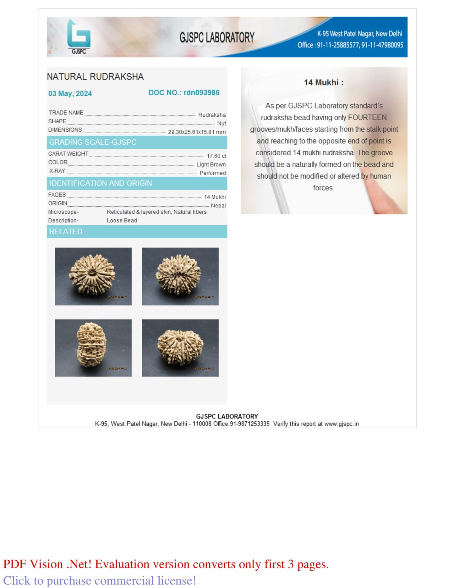 14 MUKHI RUDRAKSHA (29.30 mm)