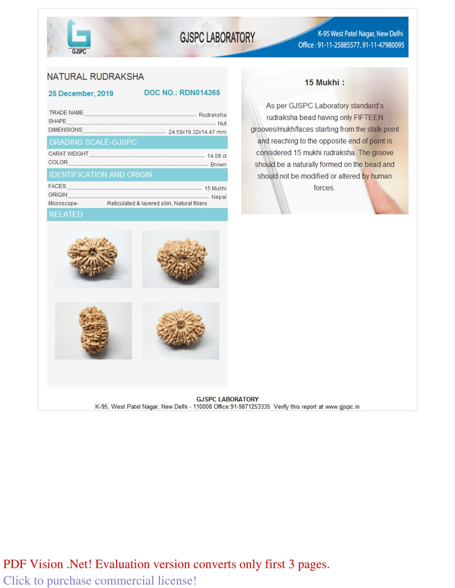 15 MUKHI RUDRAKSHA (24.59 mm)