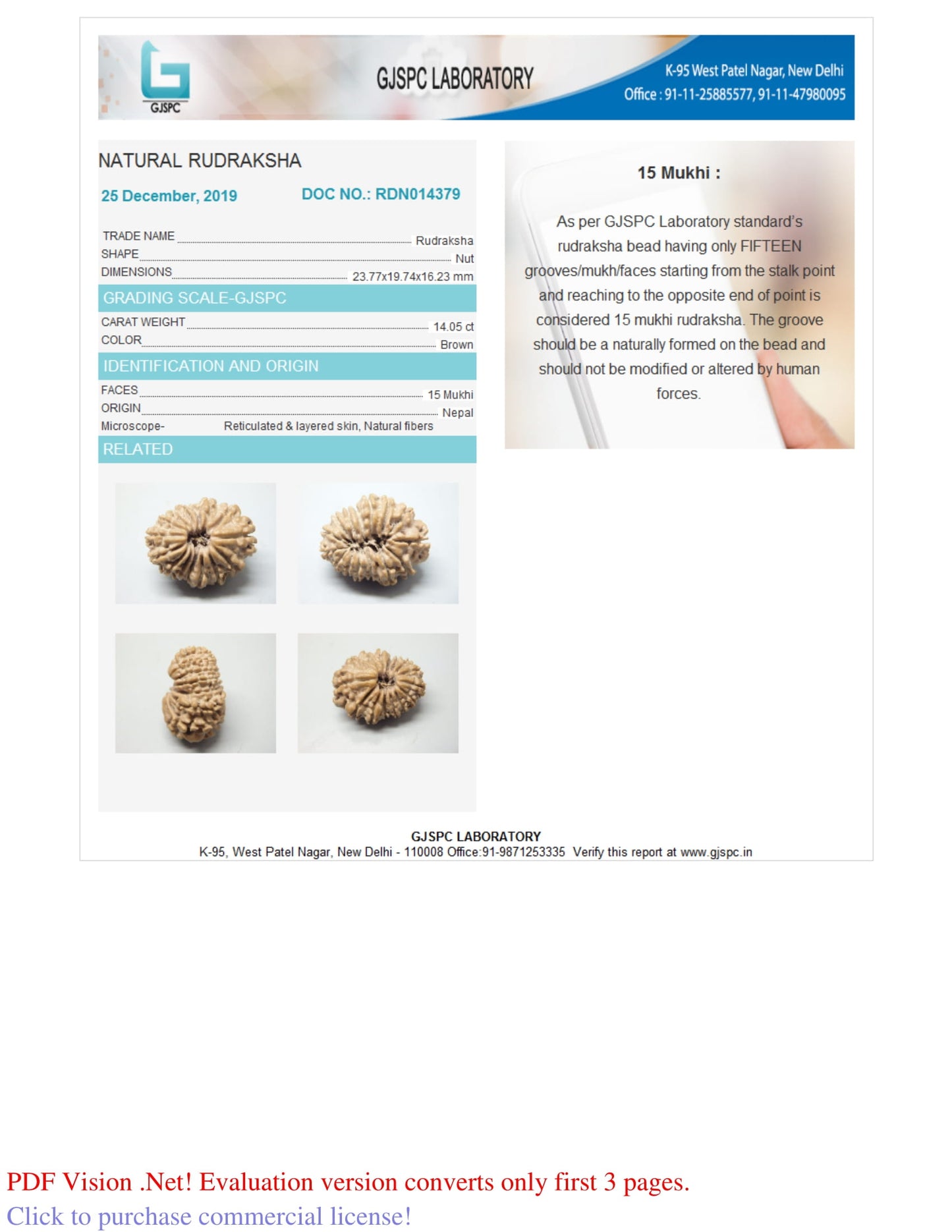 15 MUKHI RUDRAKSHA ( 23.77 mm)