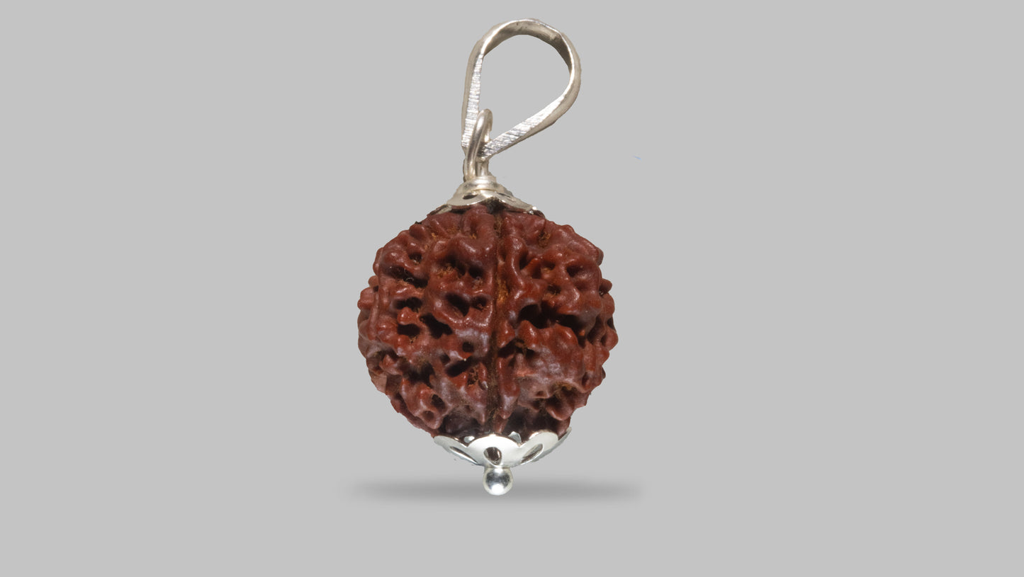 6 MUKHI RUDRAKSHA (20.11 mm)