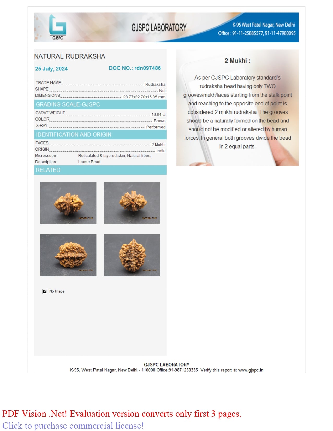 2 MUKHI RUDRAKSHA (28.77 mm)