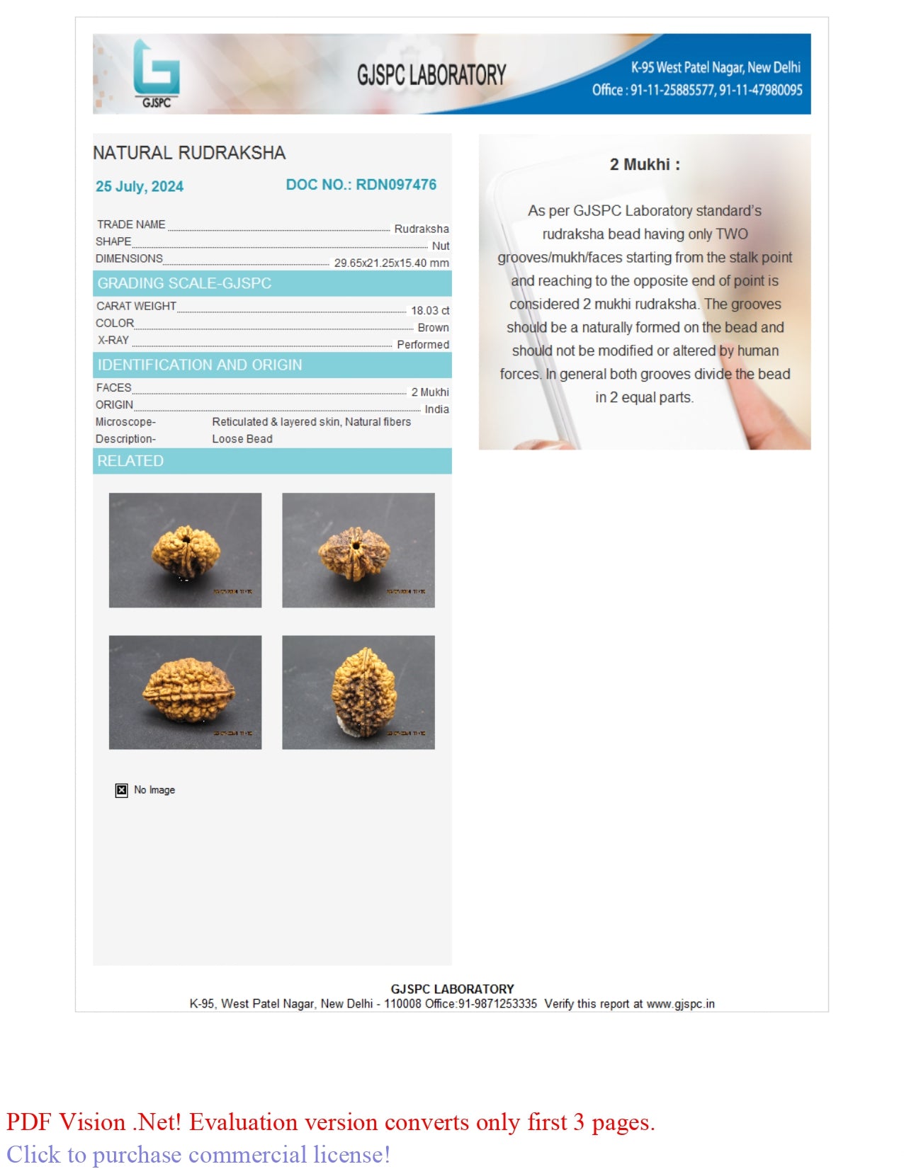 2 MUKHI RUDRAKSHA (29.65 mm)