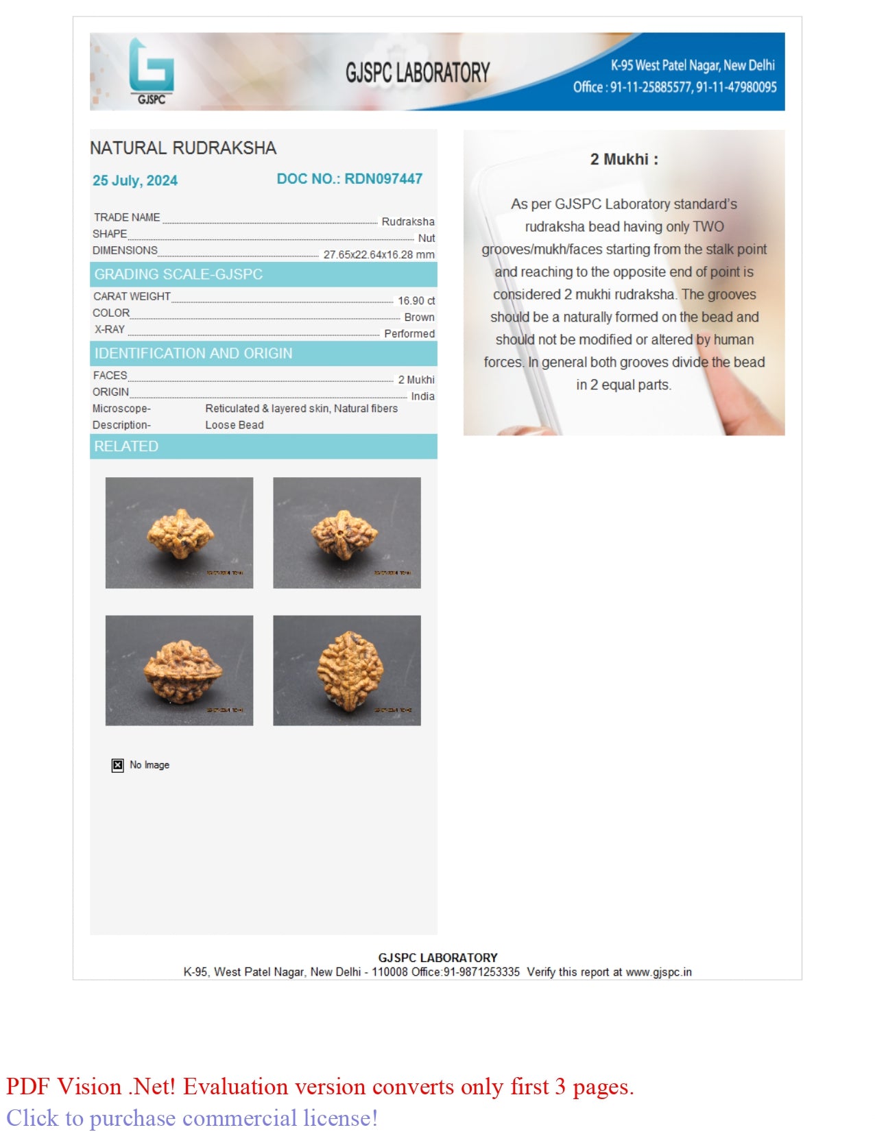 2 MUKHI RUDRAKSHA (27.65 mm)