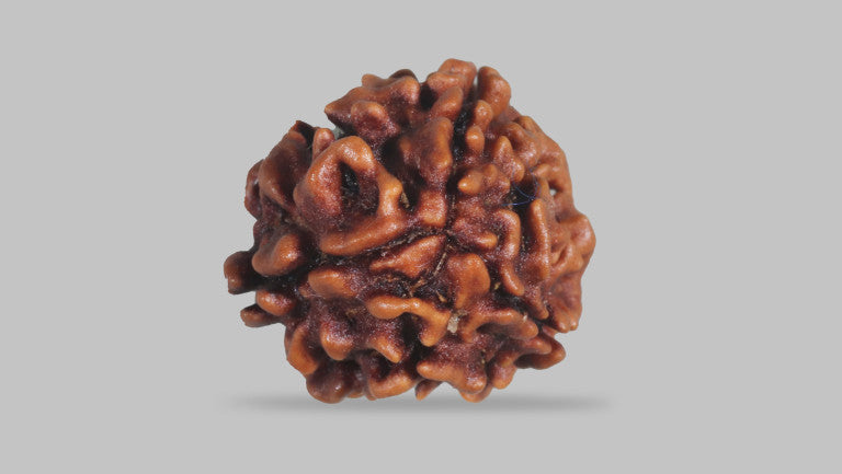 3 MUKHI RUDRAKSHA (22.30 mm)
