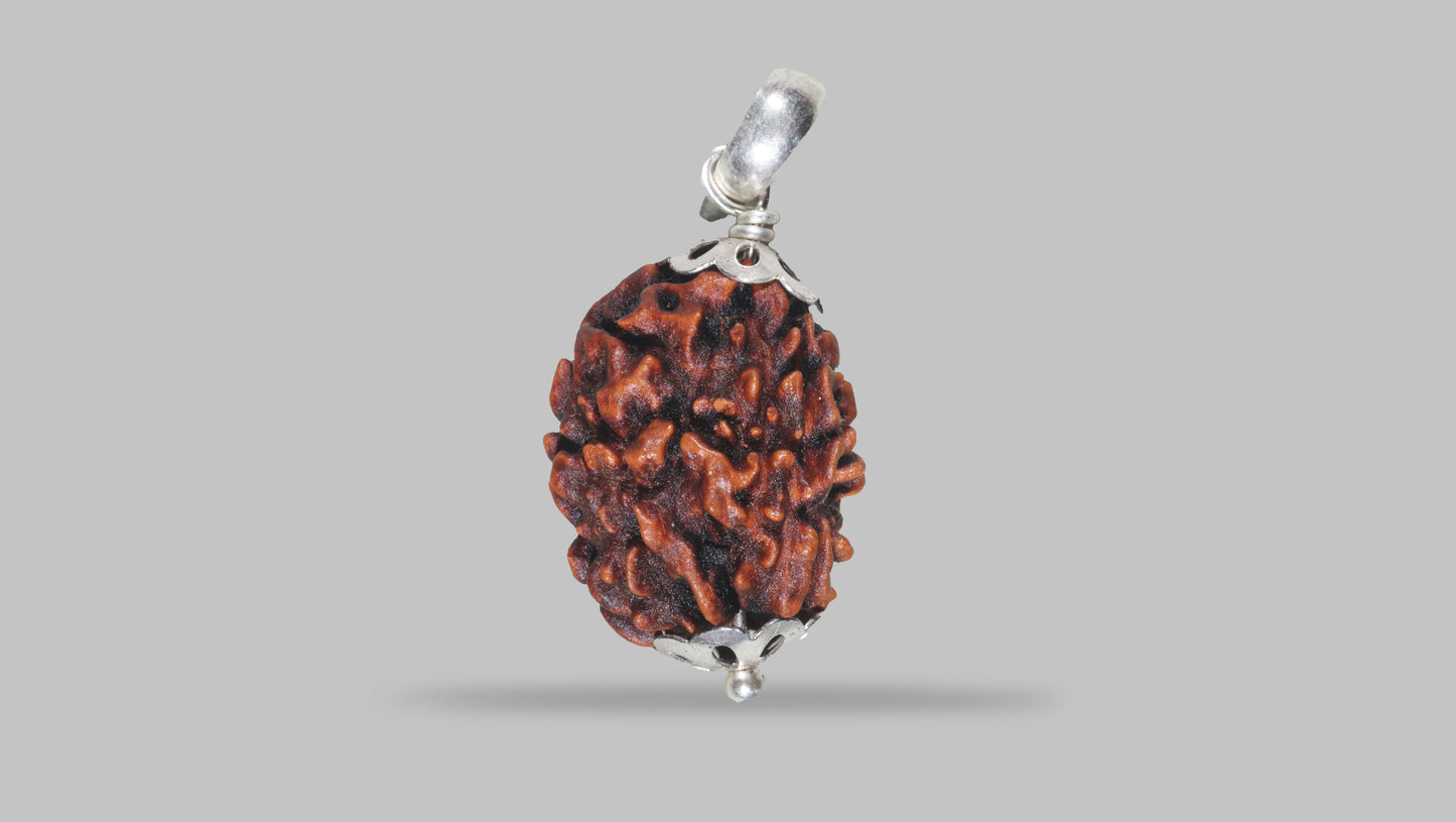 3 MUKHI RUDRAKSHA (22.66 mm)