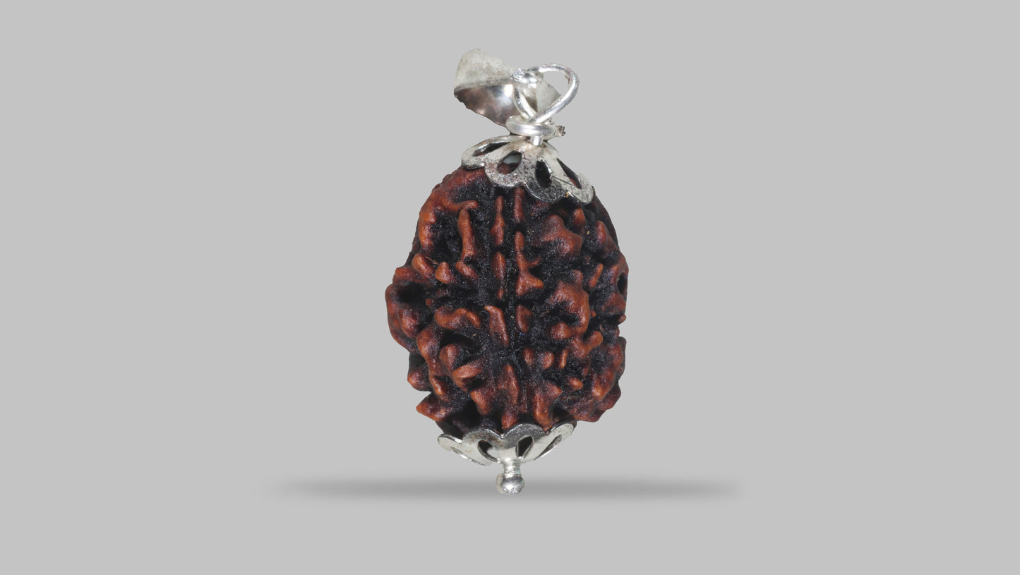 3 MUKHI RUDRAKSHA (21.47 mm)