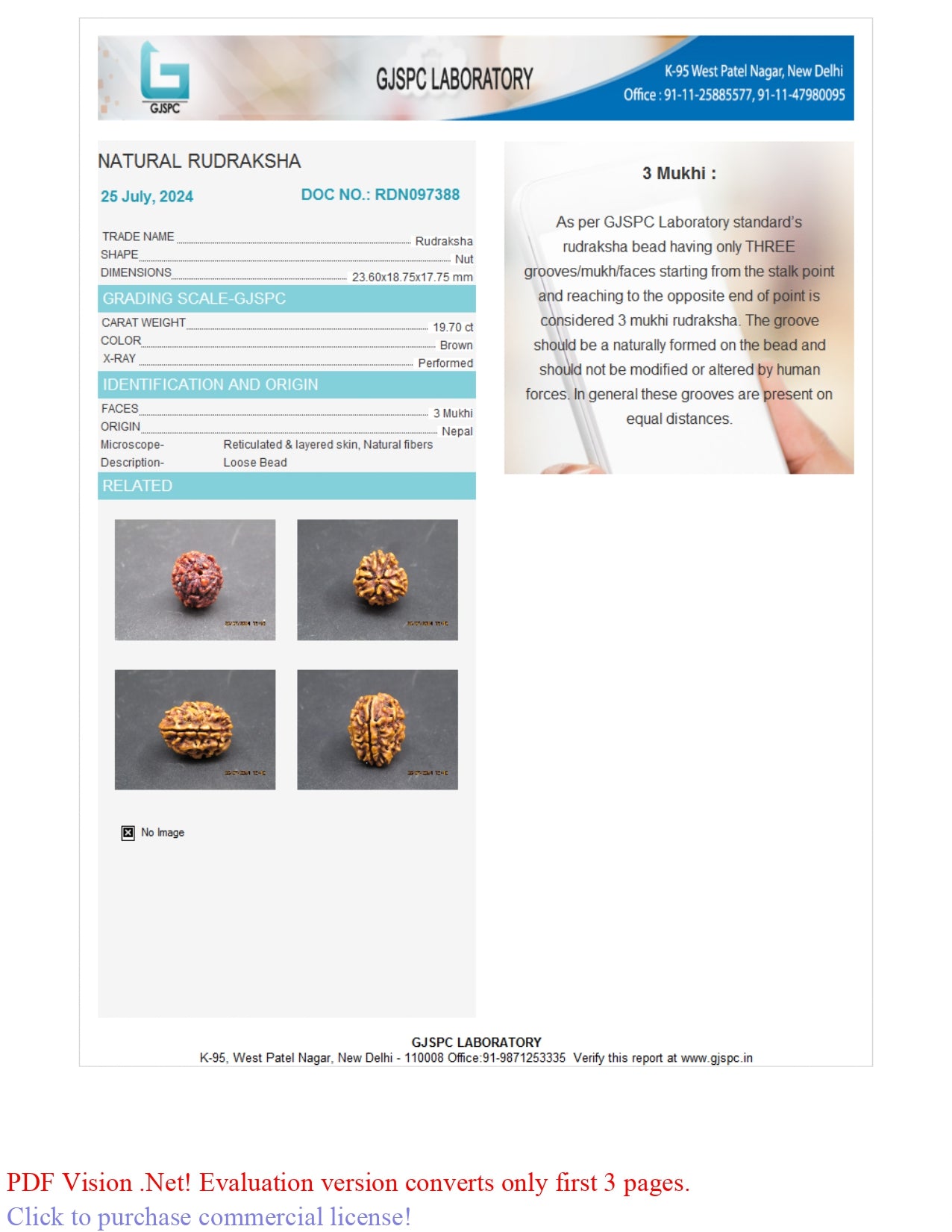 3 MUKHI RUDRAKSHA (23.60 mm)