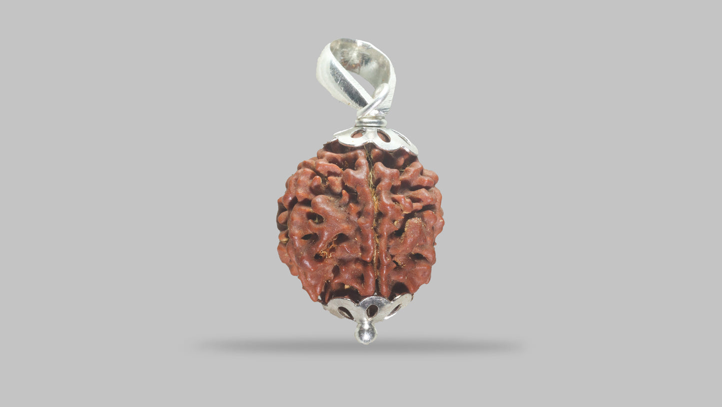 6 MUKHI RUDRAKSHA (18.55 mm)