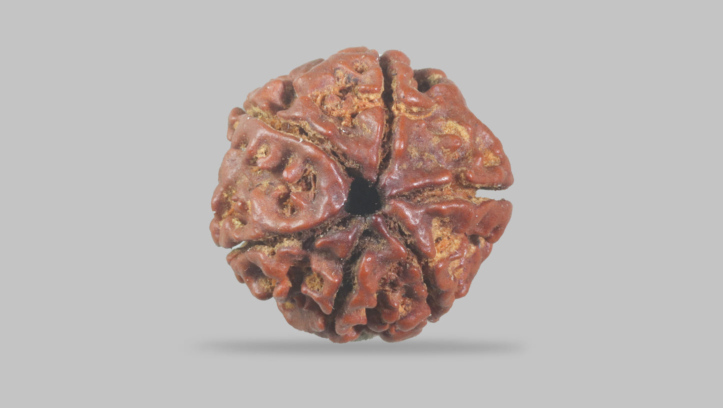 6 MUKHI RUDRAKSHA (17.77 mm)