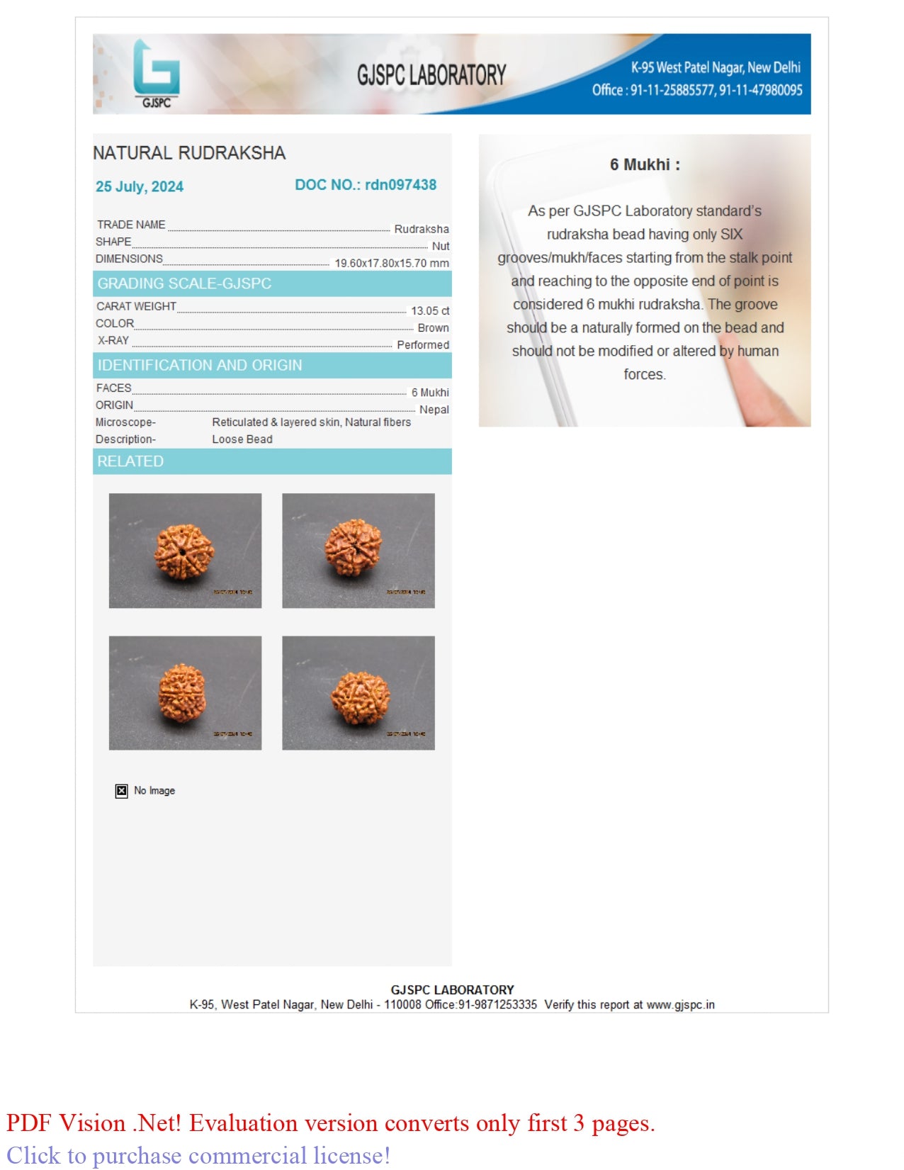 6 MUKHI RUDRAKSHA (19.60 mm)
