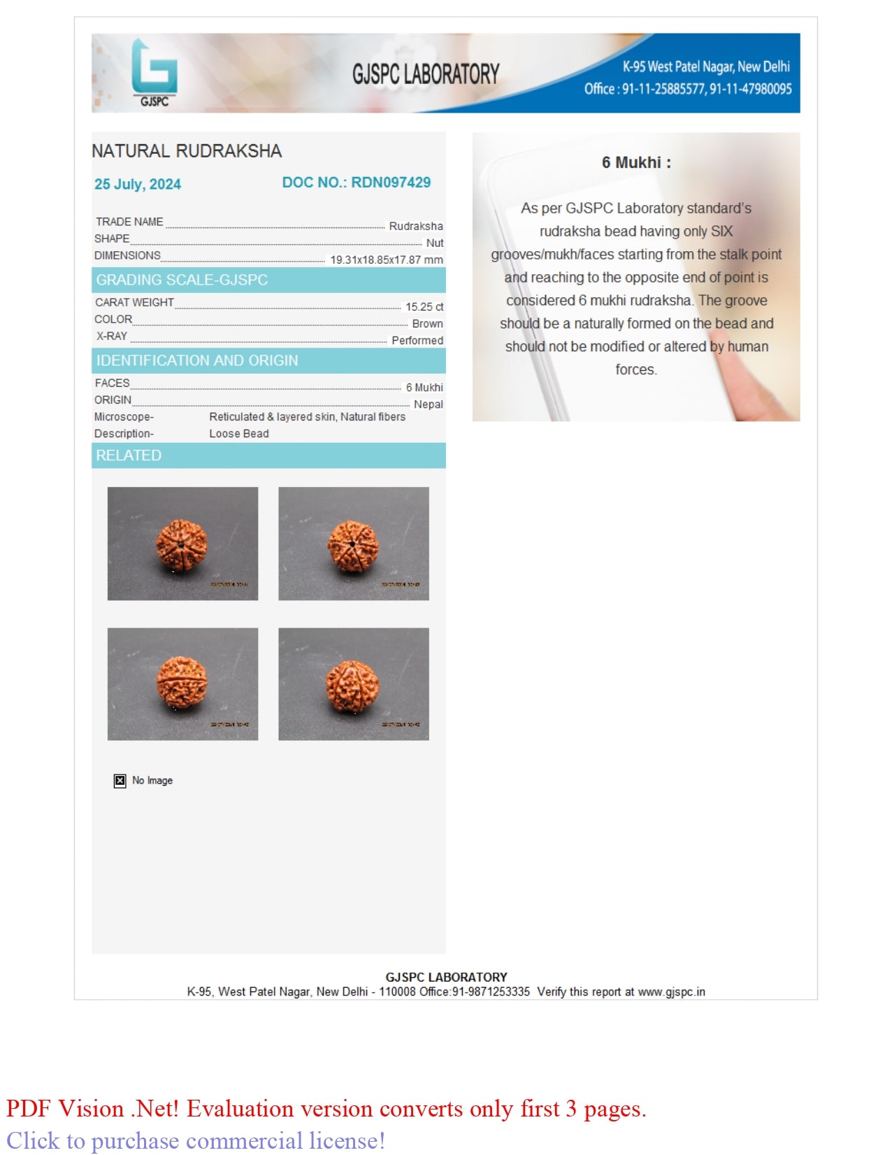 6 MUKHI RUDRAKSHA (19.31 mm)