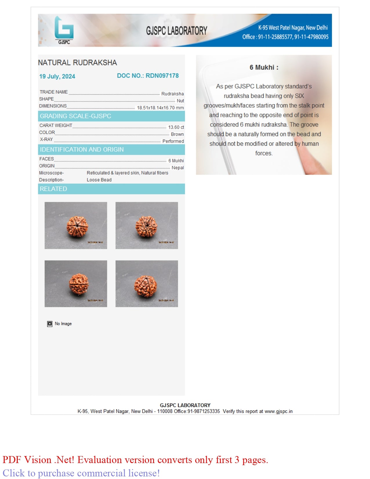 6 MUKHI RUDRAKSHA (18.51 mm)