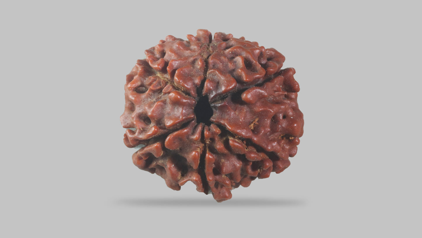 6 MUKHI RUDRAKSHA (19.92 mm)