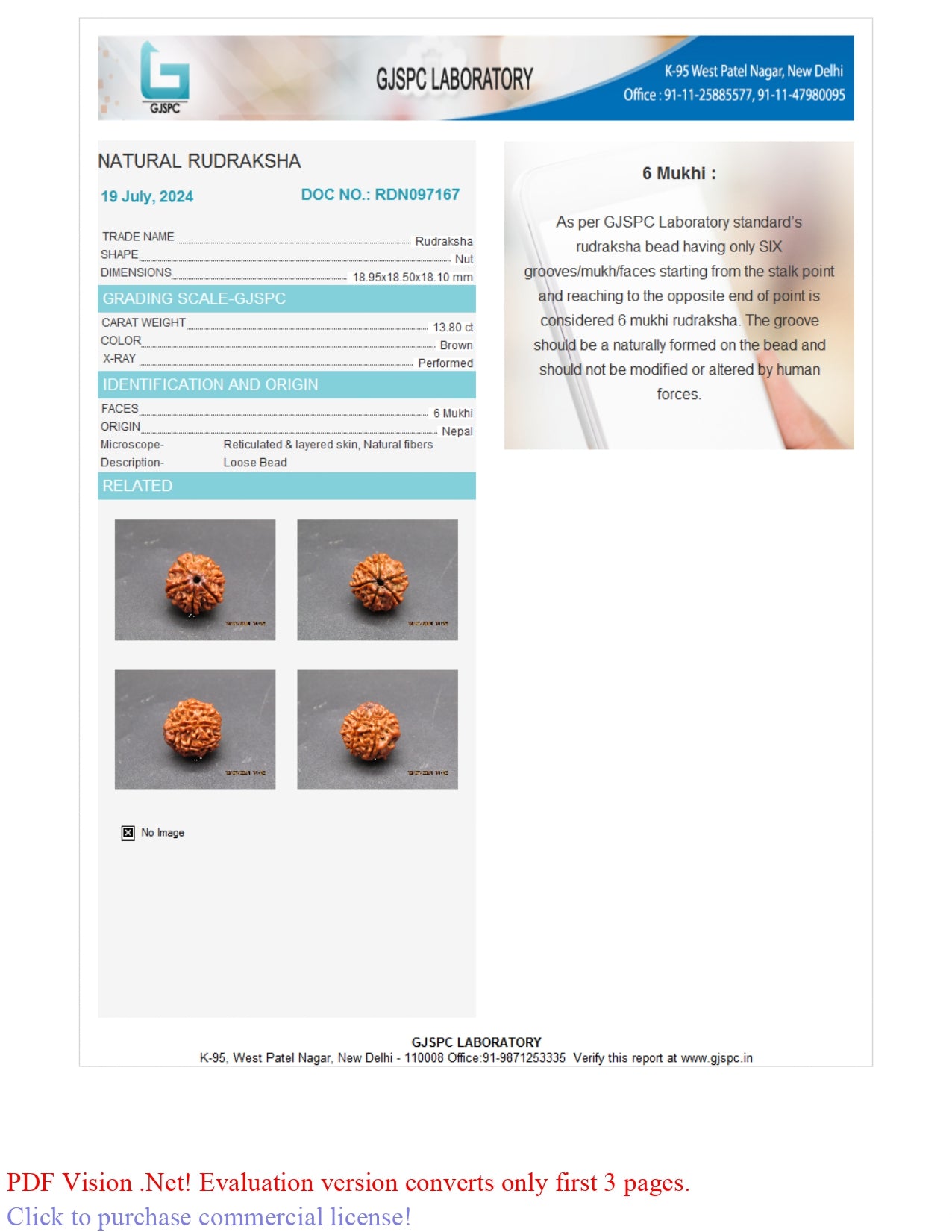 6 MUKHI RUDRAKSHA (18.95 mm)