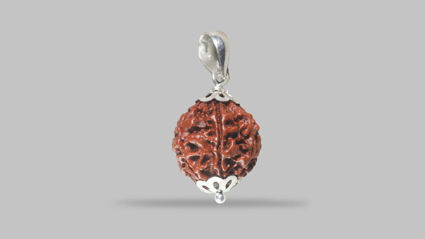 6 MUKHI RUDRAKSHA (20.30 mm)