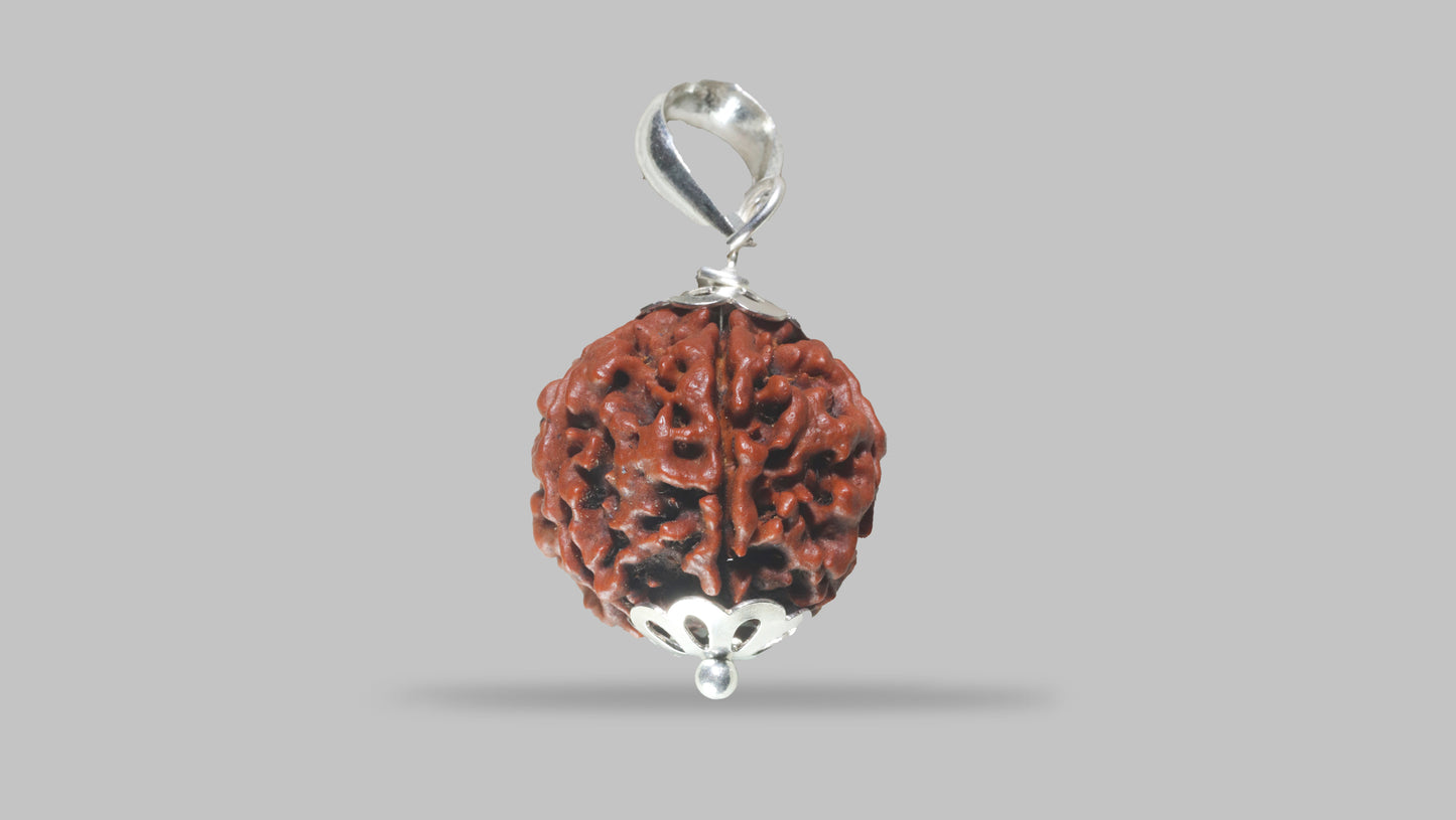 6 MUKHI RUDRAKSHA (21.10 mm)