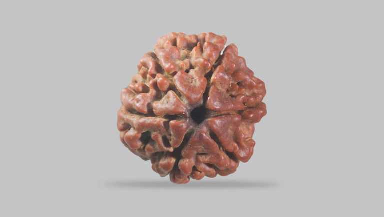 6 MUKHI RUDRAKSHA (19.75 mm)