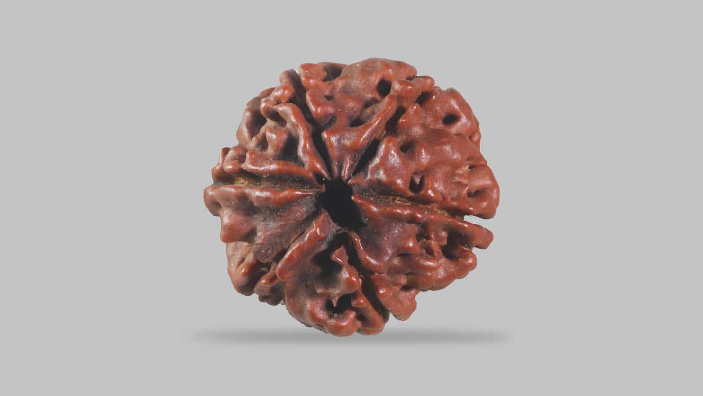 6 MUKHI RUDRAKSHA (19.70 mm)