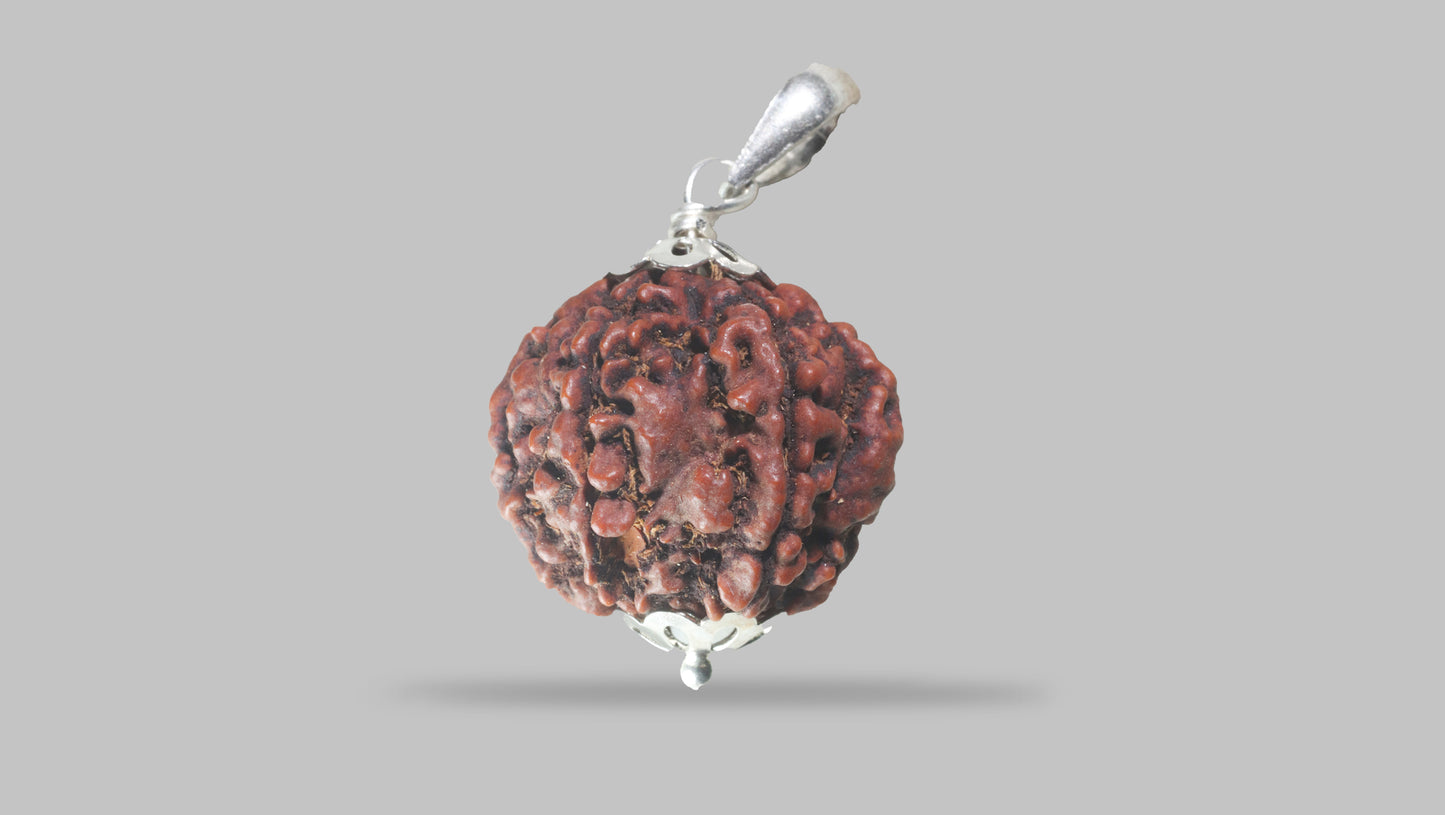 6 MUKHI RUDRAKSHA (23.35 mm)