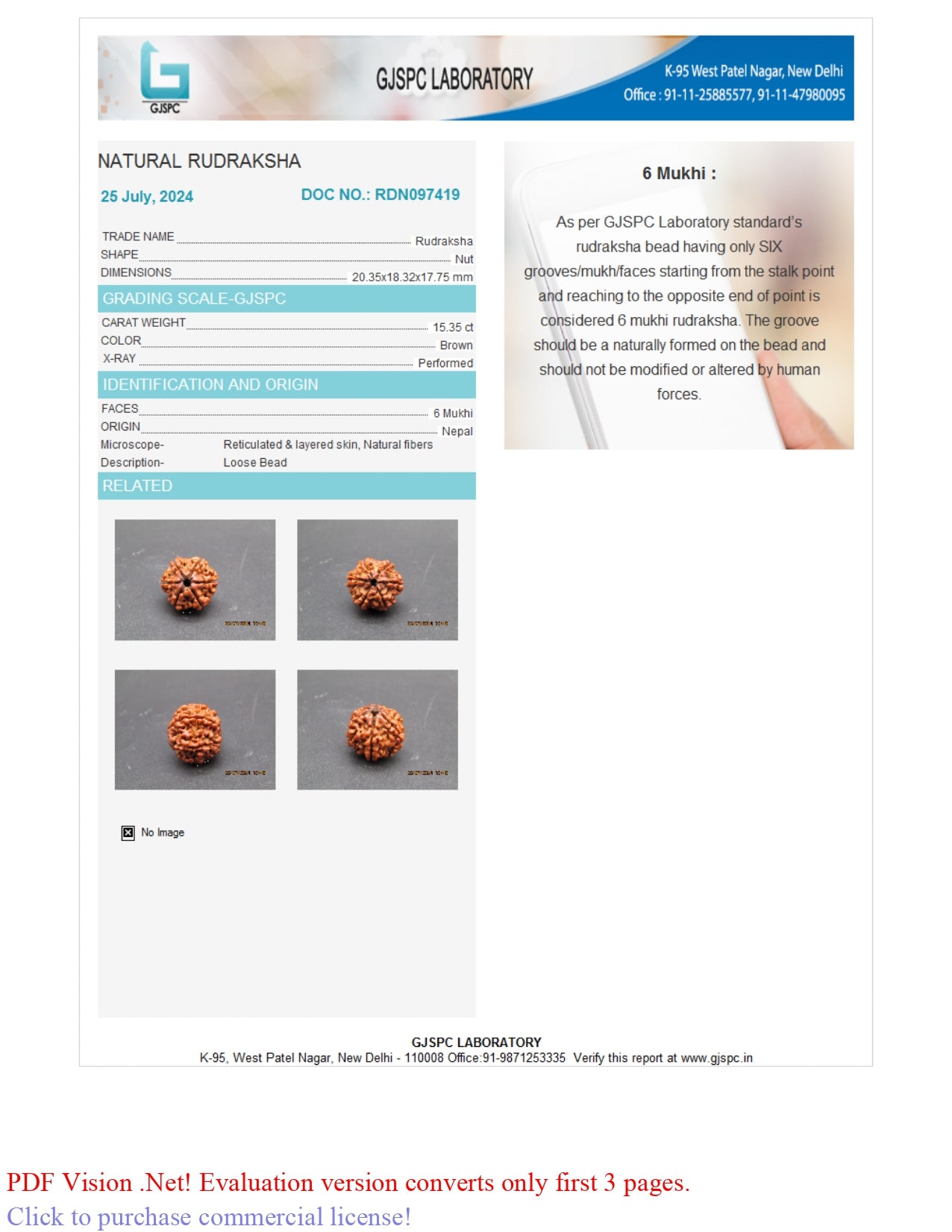 6 MUKHI RUDRAKSHA (20.35 mm)