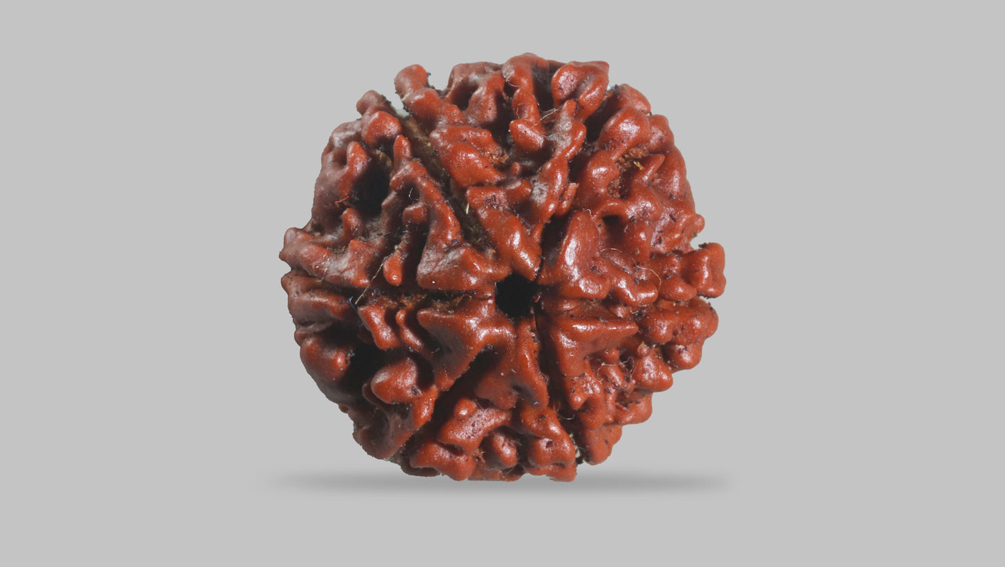 6 MUKHI RUDRAKSHA (21.50 mm)