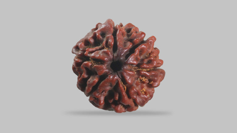 6 MUKHI RUDRAKSHA (19.35 mm)
