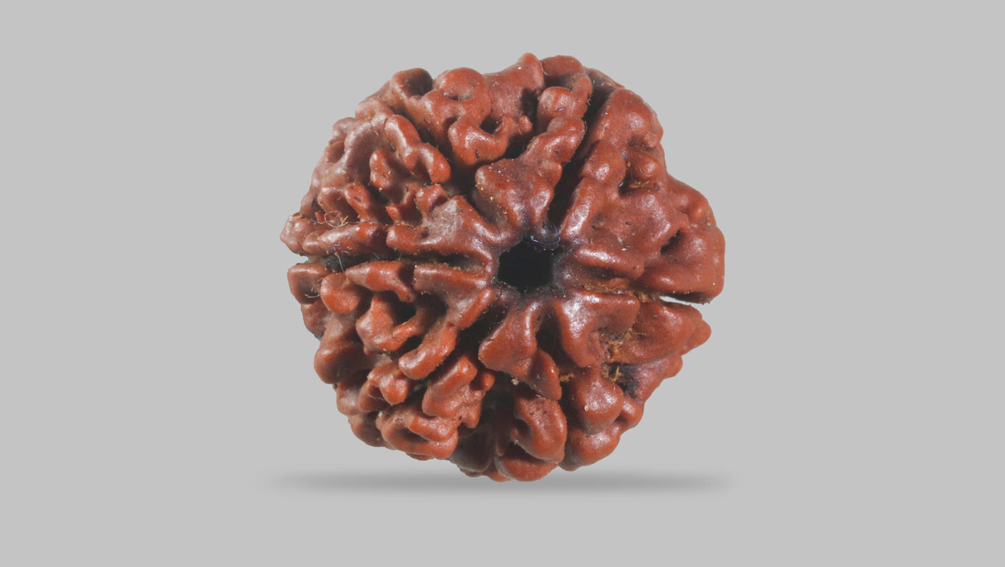 6 MUKHI RUDRAKSHA (18.75 mm)