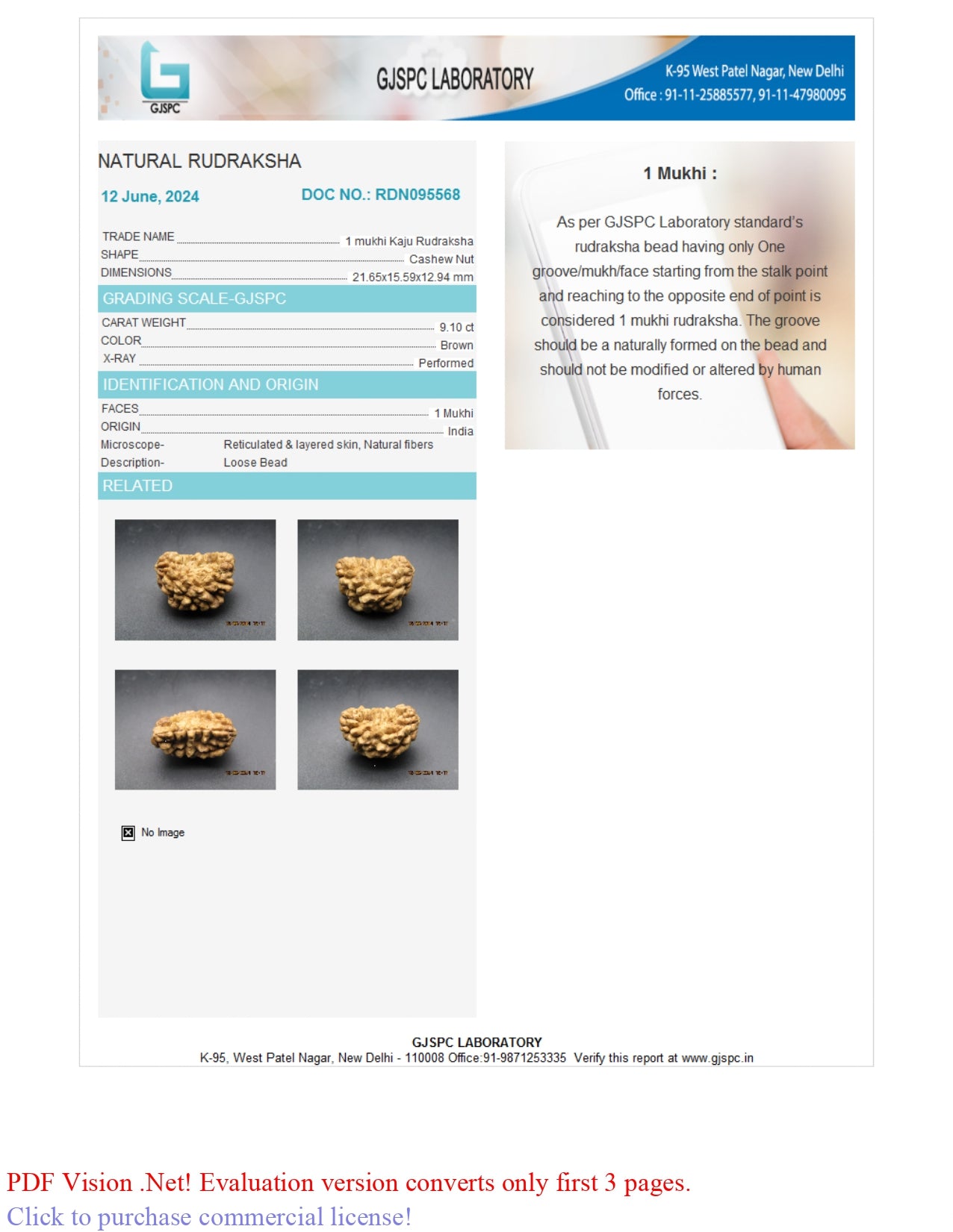 1 MUKHI RUDRAKSHA (21.65 mm)