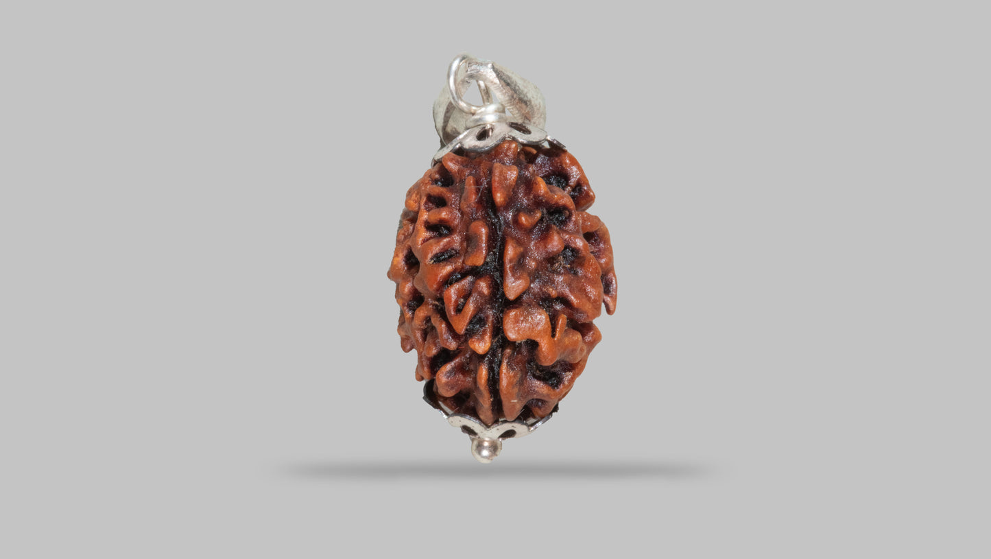 3 MUKHI RUDRAKSHA (21.06 mm)