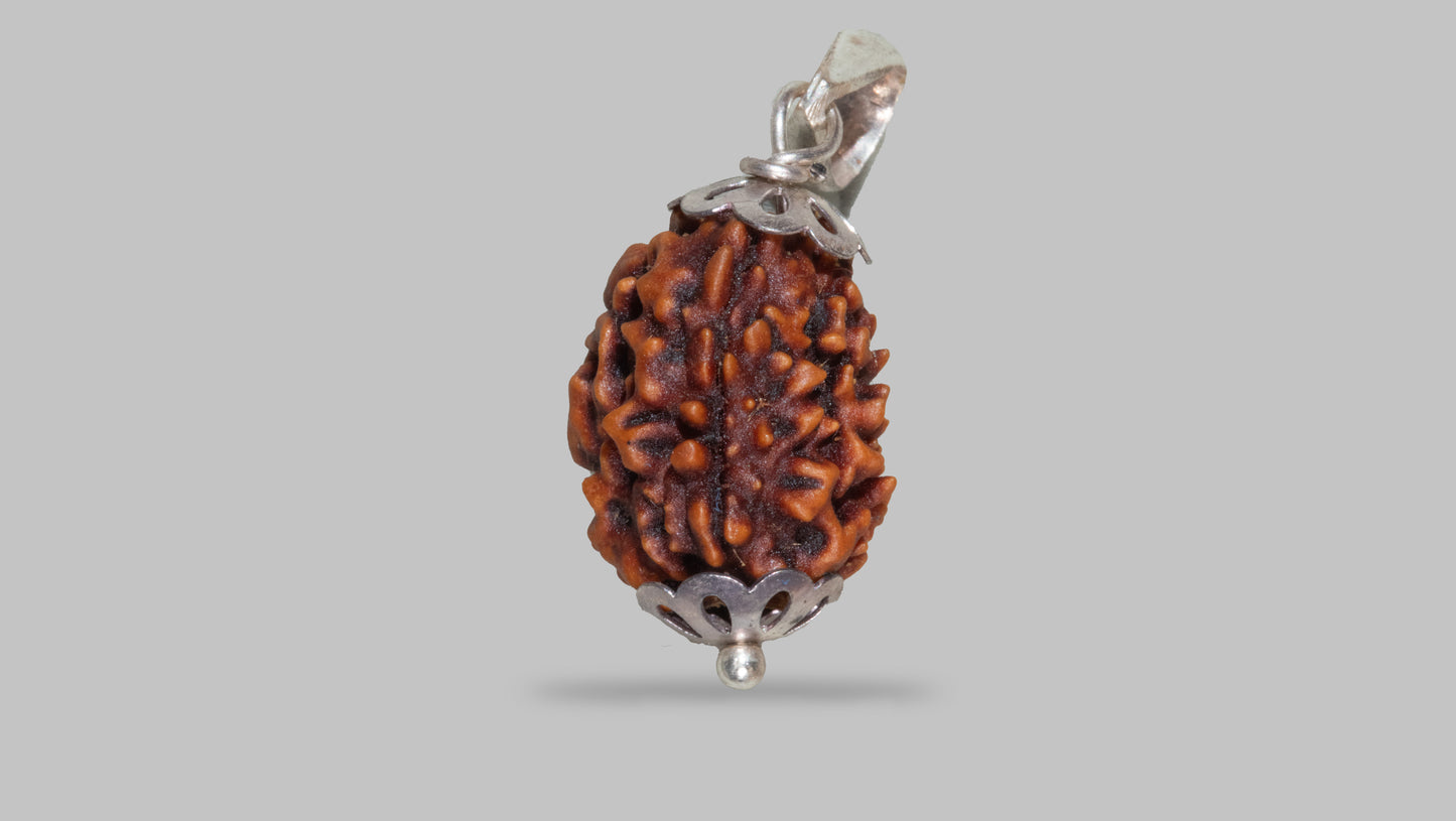 3 MUKHI RUDRAKSHA (20.81 mm)